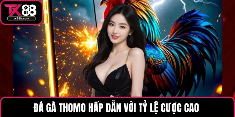 Đá gà TX88 Đá gà Thomo hấp dẫn với tỷ lệ cược cao