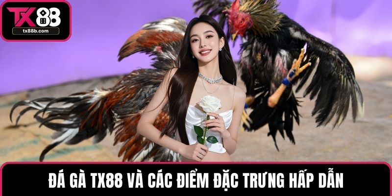 Đá gà TX88 Đá gà TX88 và các điểm đặc trưng hấp dẫn