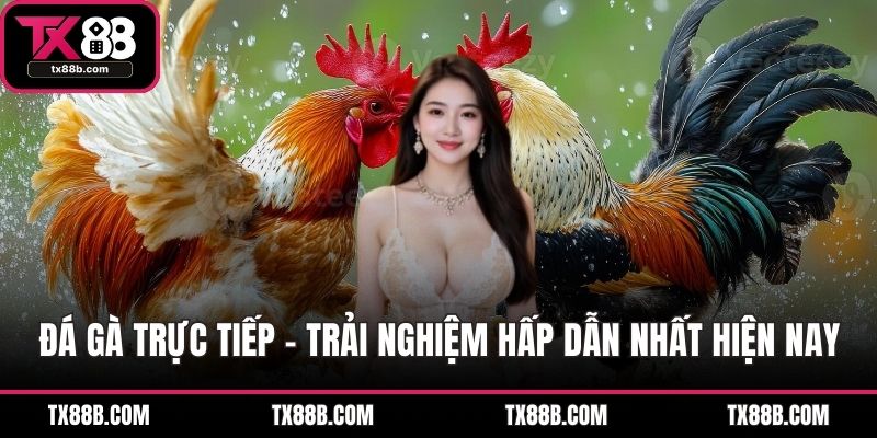 Đá Gà Trực Tiếp – Trải Nghiệm Hấp Dẫn Nhất Hiện Nay