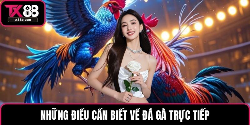 Đá Gà Trực Tiếp – Trải Nghiệm Hấp Dẫn Nhất Hiện Nay Những điều cần biết về đá gà trực tiếp