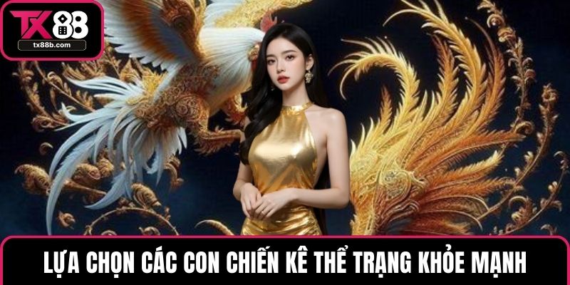 Đá Gà Cựa Dao – Quy Tắc Và Kinh Nghiệm Hiệu Quả Nhất Lựa chọn các con chiến kê thể trạng khỏe mạnh