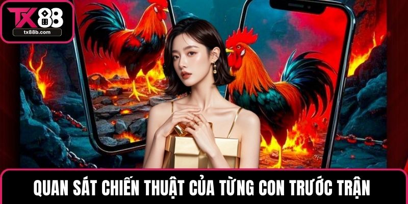 Đá Gà Cựa Sắt – Loại Truyền Thống Thu Hút Đông Người Chơi Quan sát chiến thuật của từng con trước trận